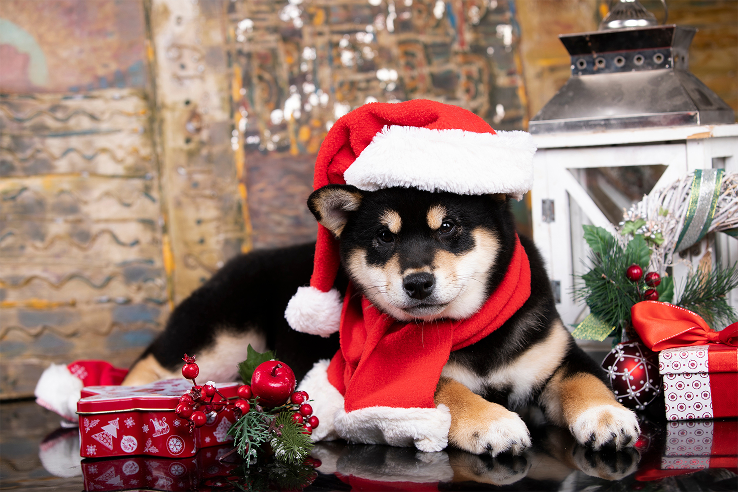 A puppy guarding the family presents that were paid for by a credit union Christmas club savings account.